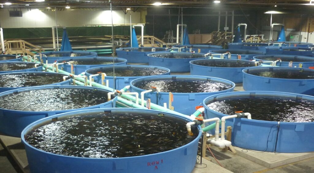 5 Compelling Reasons Why Fish Farming is Essential