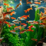 Beautiful Guppy Community in the Fish Tank