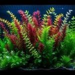 Aquatic Plants Aquarium: The Best Aquatic Plants for Your Aquarium
